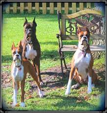 Relax knowing that our sitters will tend to their every need for potty breaks, socialization, feeding, their routine, and reinforcement of your all staff receive raleigh pawz official hands on training, which includes pet safety and home safety protocol. Portcity Boxers Home