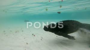 Animals On Galapagos Marine Iguana Swimming Underwater On Santa Cruz Island Stock Footage Ad Iguana Swimming Marine Animals Marine Iguana Galapagos Iguana
