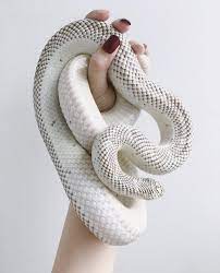 White Snake Cute Reptiles Pretty Snakes Pet Snake