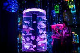 We offer it in two weight classes: Jellytank Aquarium Lets You Keep Jellyfish As Pets Simplemost