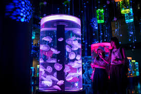 Florida company jellyfish art, who's been selling jellyfish aquariums since 2011, has just some people were concerned if there's enough space for the jellyfish. Jellytank Aquarium Lets You Keep Jellyfish As Pets Simplemost