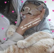 Pin Xcharlottc Cute Cat Memes Cat Memes Cute Love Memes