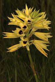 Image result for Orthochilus