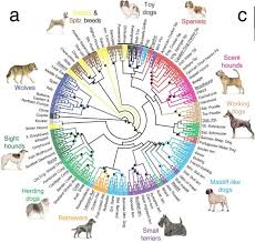 dog origins genome sequencing highlights the dynamic early