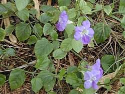 Image result for Asystasia