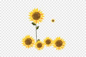 Matahari beach resort & spa , genius transparent background png clipart. Wallpaper Bunga Matahari Putih Kartun Wallpapershit