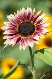Helianthus Wikipedia The Free Encyclopedia Sunflower Pictures Sunflower Garden Sunflower