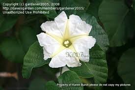 Image result for Ipomoea albivenia