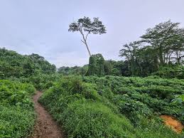 Great news!!!you're in the right place for forest mist. Sin Clementi Forest
