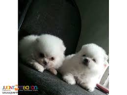 Find local pomeranian puppies for sale and dogs for adoption near you. Excellent Teacup Pomeranian Puppies For Sale