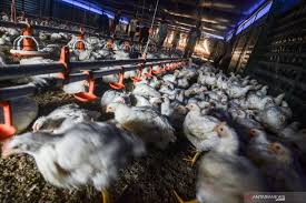 Dapat mudah bertambah sehingga ayam ini memiliki hasil produktivitas tinggi dan dagingnya berkualitas bagus. Pinsar Yakini Harga Ayam Kembali Stabil Sesuai Referensi Pemerintah Antara News