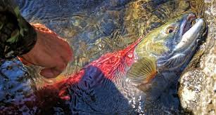 Some people who are not christians celebrate it as a cultural holiday. Mark Shea Skagit Salmon Hatching An Easter Poem