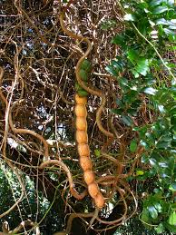 Image result for Entada stuhlmannii