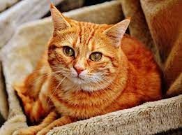 I had an orange tabby and he was the most wonderful and loving cat. Tabby Cat Personality Facts On Mackerel Grey Orange Kinds