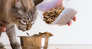 It also discusses other food options, i.e. Most Common Causes Of Diarrhea In Cats Petcoach