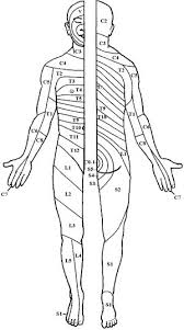 dermatome chart minars dermatology