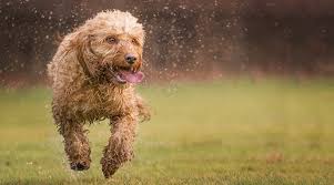 These are the most popular poodle mixes including goldendoodle, maltipoo, shihpoo, labradoodle, and more dog a visual guide to all the different types of poodle mixes, also called doodle dogs. Poodle Mixes 61 Different Types Of Doodle Cross Breeds