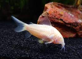 Albino Cory Catfish Corydoras Aeneus Species Profile Aquariumdomain Com