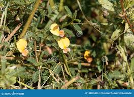 Image result for Aeschynomene indica