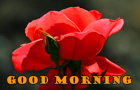 Simple good morning wishes card for family and friends. Good Morning With Lovely Flower Quotes Good Morning Fun