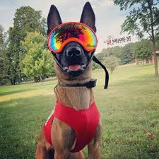 Puppies are guaranteed to bring a smile to people's faces. Sit Means Sit Dog Training Chicago Home Facebook