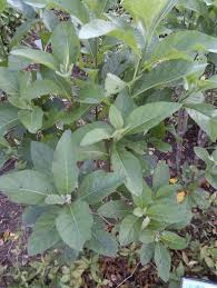Image result for Vernonia amygdalina