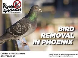 Bird Removal In Phoenix Bird Removal Pigeon Removal How To Remove