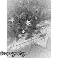 Gambar sel hewan dan tumbuhan hitam putih 11 03 2019 gambar sel hewan dan tumbuhan hitam putih halo sobat pada kesempatan ini admin ingin berbagi postingan tentang gambar sel hewan dan tumbuhan hitam putih bagi sobat yang sedang mencari gambar tanaman untuk tugas. Seni Foto Hitam Putih Hujanpelangi Blog