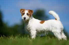 Great savings & free delivery / collection on many items. Jack Russell Terrier Steckbrief Charakter Wesen Und Haltung