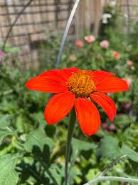 Image result for Tithonia