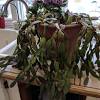 They are in the family as the christmas cactus, but have slightly different properties and care practices. Https Encrypted Tbn0 Gstatic Com Images Q Tbn And9gctx7kxdy8e3ddjijujeu7jgqrsj4z4st1dsiccosnbepdvq2cez Usqp Cau