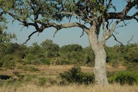 Image result for Combretum imberbe