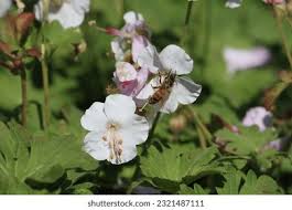 Image result for Chlorophytum macrorrhizum