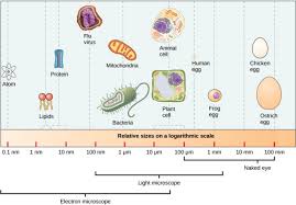 Animal cells are considered eukaryotic because. Are Animal Cells Are Eukaryotic Javatpoint