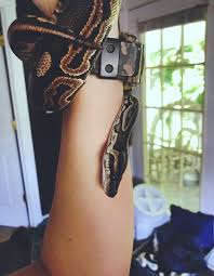 How did the stormtrooper ball python get its name? A Ball Python Is Just As Loyal Of A Companion As Any Other Pet