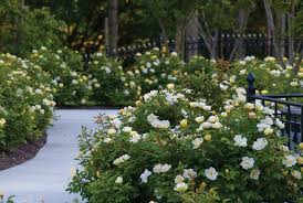 It was created by an amateur rosarian (rose enthusiast) by the name of will radler in milwaukee in 1989. Knock Out Family Of Roses Meilland International