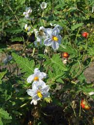 To her, the delicate blooms stood as some of the most overlooked pieces of naturally occurring beauty, objects that the bustling contemporary world ignored. Learn About Growing Litchi Tomatoes