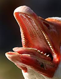 Creepy Bird With Big Mouth Imgur Creepy Animals Animals Pet Birds
