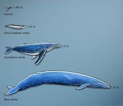 The giant animals feed by first gulping an enormous mouthful of water, expanding the pleated skin on their throat and belly to take it in. Comparative Sizes Of Whales Whales Te Ara Encyclopedia Of New Zealand