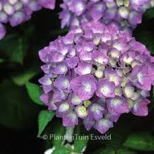 Image result for Hydrangea macrophylla bela obrázek