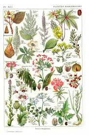 Pin By Yasmine On Floral In 2020 Vintage Flower Prints Botanical Illustration Vintage Flowers