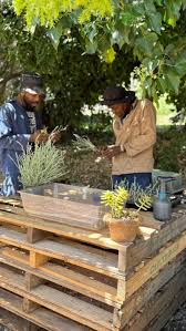 Image result for Athrixia