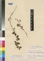 Image result for Ardisiandra sibthorpioides