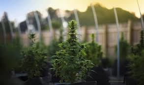 Camel city hemp is a vertically integrated company that grows, processes, and manufactures hemp consumer products. Camel City Hemp 1039 Burke St Winston Salem Nc Vitamin Shops Mapquest