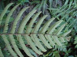 Image result for Ctenitis