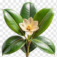 Image result for ficus elastica flower