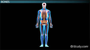 Human anatomy includes both gross anatomy and microscopic anatomy. Skeletal System Organs Function Video Lesson Transcript Study Com