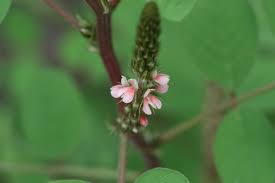 Image result for Indigofera astragalina-hirsuta