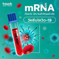 Jun 30, 2021 · 2.เร่งรัดจัดหาวัคซีนชนิดอื่น เช่น วัคซีนชนิด mrna และวัคซีนที่ใช้ไวรัสเป็นพาหะ มาทดแทนวัคซีนชนิดเชื้อตายของบริษัท sinovac ซึ่งในแผนการจัดซื้อ. Mrna à¸„ à¸­à¸­à¸°à¹„à¸£ à¸ªà¸³à¸„ à¸à¸­à¸¢ à¸²à¸‡à¹„à¸£à¸• à¸­ Touch Good Health Facebook