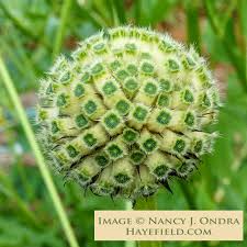 Image result for Cephalaria pungens